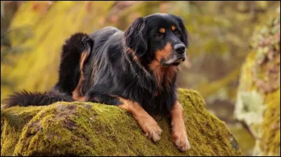 Est-ce un hovawart, un golden retriever ou un retriever de la Nouvelle-Écosse ?