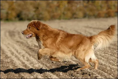 Est-ce un hovawart, un golden retriever ou un retriever de la Nouvelle-Écosse ?