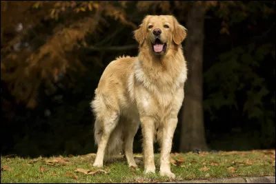 Est-ce un hovawart, un golden retriever ou un retriever de la Nouvelle-Écosse ?