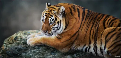 Comment appelle-t-on le petit du tigre ?.