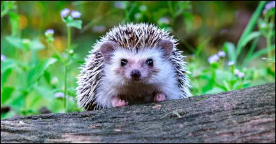 Comment appelle-t-on le petit du hérisson ?.