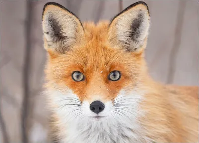 Comment appelle-t-on le petit du renard ?.