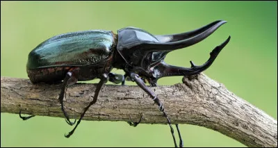 Comment appelle-t-on "un col&eacute;opt&egrave;re" en anglais ?