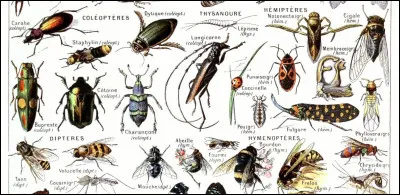 Et pour finir, lequel de ces mots est la traduction de &laquo;&nbsp;insecte&nbsp;&raquo; ?