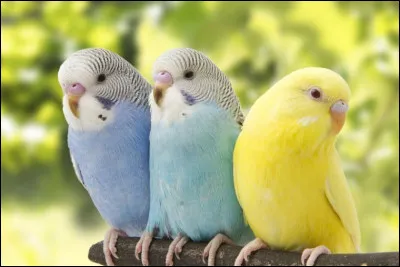 Ta couleur est-elle une couleur primaire ou secondaire ?