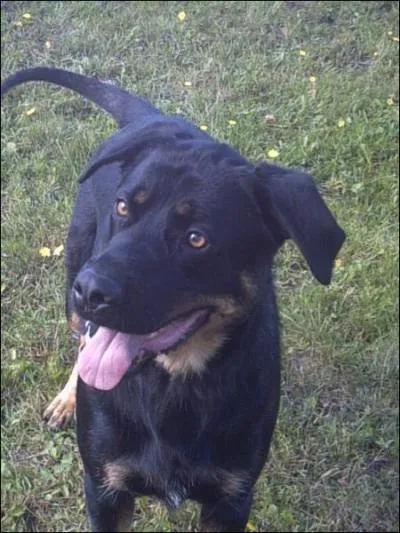 De quel croisement ce chien est-il issu ?