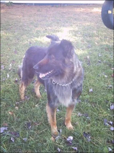 Quelle est la portée d'une chienne de taille moyenne ?