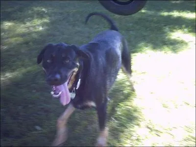 Combien de fois et pendant combien de temps par jour devrait-on promener notre chien ?