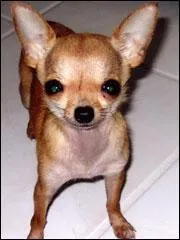 Combien mesure le plus petit chien au monde ? videmment le chien tant un chihuahua de...