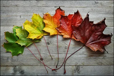 Quel est le peintre des quatre "Saisons" ?