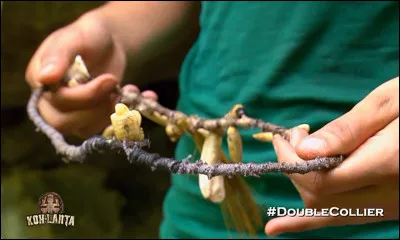 Tu trouves un collier d'immunité. Comment réagis-tu vis-à-vis des autres aventuriers ?