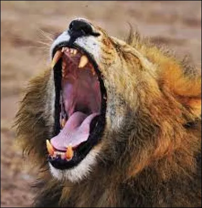 Quel serait ton cri ?