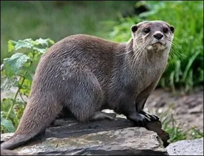 Comment appelle-t-on le petit de la loutre ?