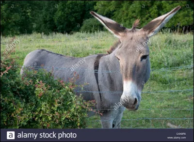 Comment appelle-t-on le bébé âne ?