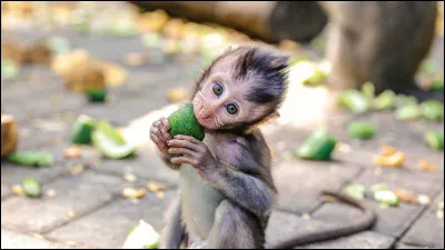Comment s'écrit le nom du singe d'Aladdin ?