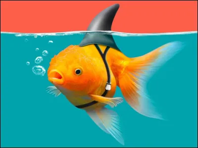 Quel âge a le copain de Juju ?