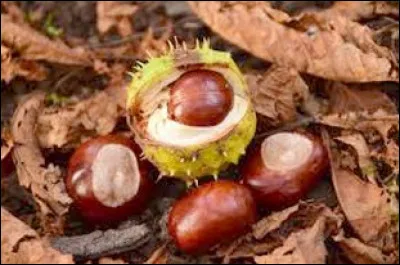 Quelle est cette saison où les feuilles tombent au sol dans lhémisphère nord ?