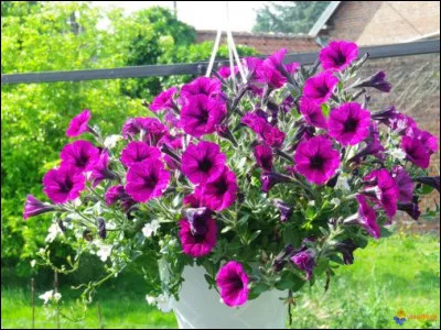 Dans quel film de Richard Lester, de 1968, Julie Christie tient-elle le premier rôle ?