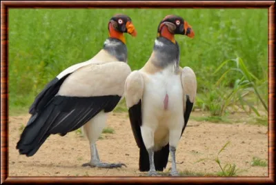 Animaux : quel vautour d'Amérique centrale et du sud est facilement différentiable des autres vautours par sa tête colorée et la caroncule jaune qui orne son bec ?