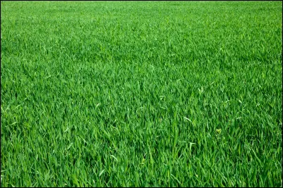 L'herbe est verte.