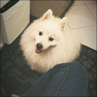 Quel est le nom de son chien ?