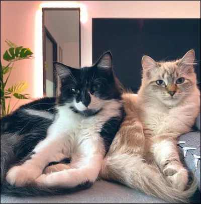 Quel est le nom de ces deux chats ?