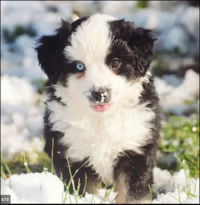 Quel est le nom de son deuxi&egrave;me chien qu'elle n'a plus ?