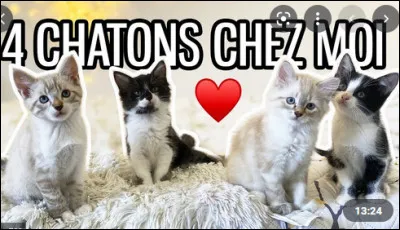 O&ugrave; sont partis ses 4 chats ?
