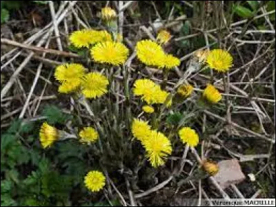 À quoi sert le pas-d'âne ?