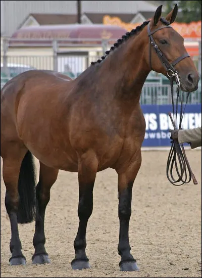 Vrai ou faux ? La reine qui a sauvé la race a un jour envoyé son meilleur étalon reproducteur en France :