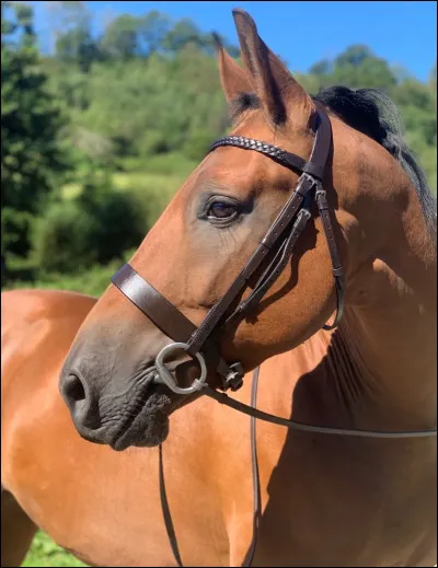 Par quelle reine la race a-t-elle été sauvée ?