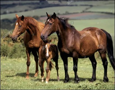 De quelle région vient-il ?