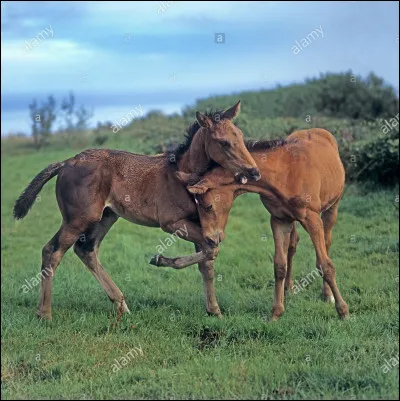 Parmi ces races de chevaux lequel est le plus proche du cleveland bay ?