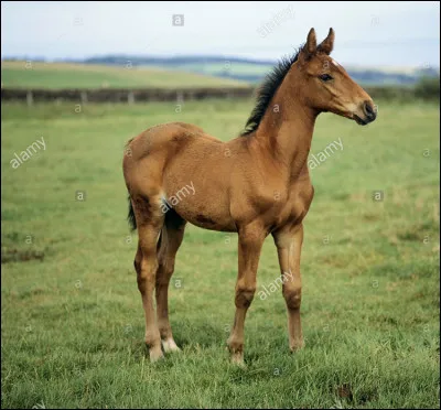 Combien de chevaux cleveland bay ont-ils été recensés dans le monde en 2006 ?