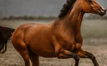 Quiz Galop 2