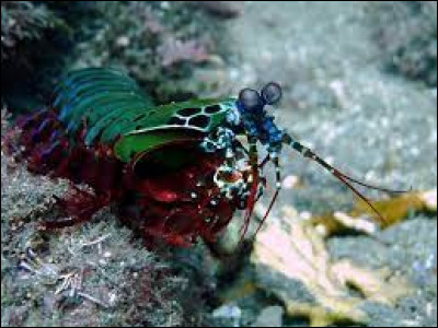 À combien de newtons s'élève la frappe de la squille multicolore ?