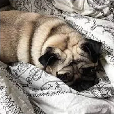 Quelle est la race de sa chienne Jelly ?