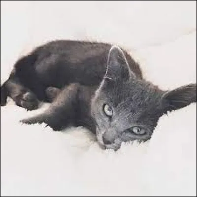 Comment se nomme sa chatte ?
