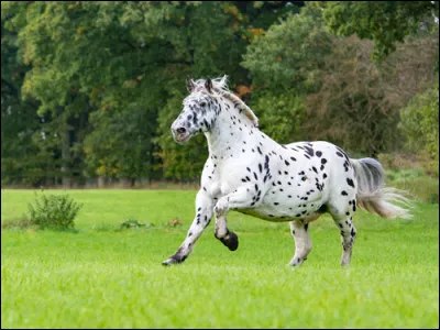 Quelle est la lignée qui produit le plus de chevaux tachetés ?