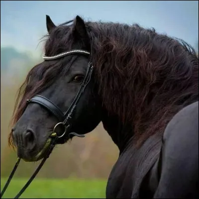 Cest un cheval de sang