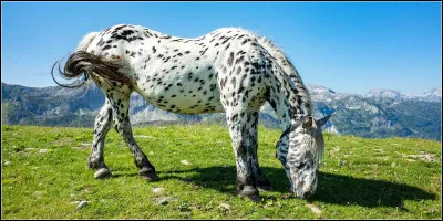 Il mesure environ  au garrot .