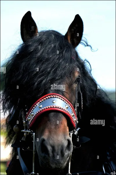 Combien y a-t-il de lignées chez le Noriker ?