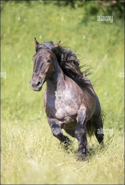 Cest un cheval de taille