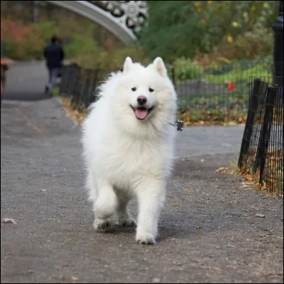 Comment s'appelle son chien ?