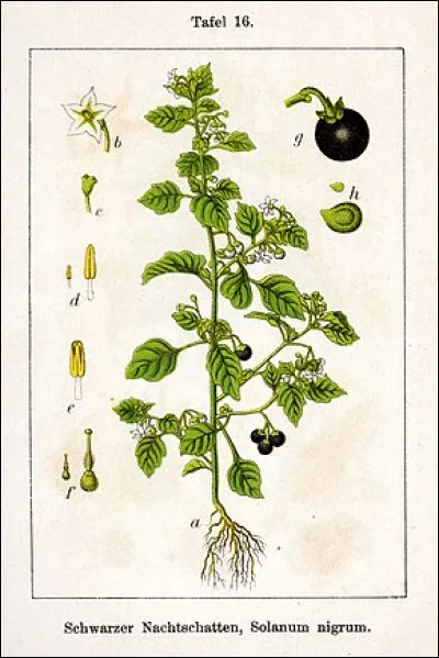 Á qui la morelle noire est-elle attribuée ?