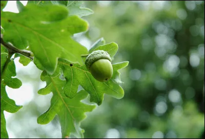 Á qui le chêne est-il attribué ?