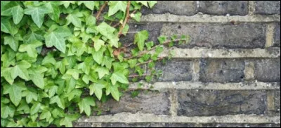 Á qui le lierre est-il attribué ?