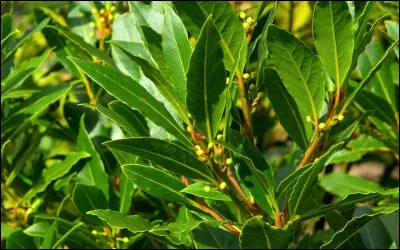 Á qui le laurier est-il attribué ?