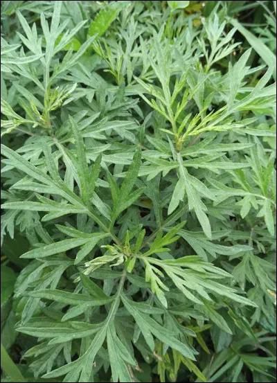 À qui l'armoise est-elle attribuée ?