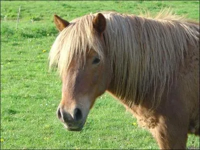 Quel est l'animal sur l'image ?